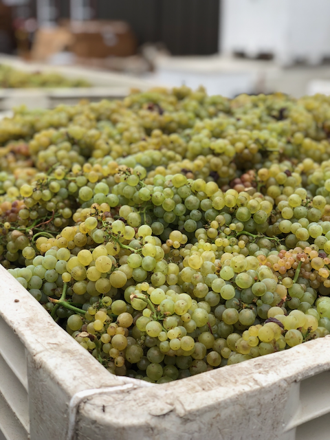 Chardonnay grapes from Sangiacomo Kaiser Vineyard